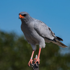 Pale chanting goshawk sitting against clean backdrop