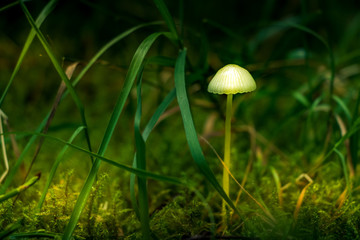 Pilze 8