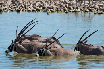 Gemsbok drinking water from center of water hole