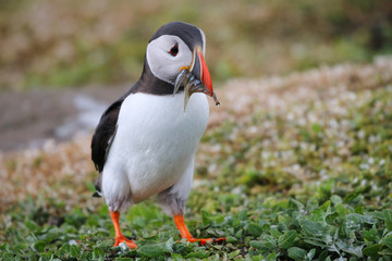 Atlantic Puffin
