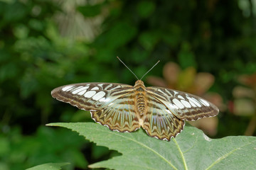 Beautiful butterfly in front of background