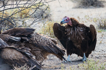 Vultures cleaning up a zebra carcass