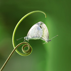 Mating white butterflies (Pieridae Leptosia Nina) hanging on the green shoot