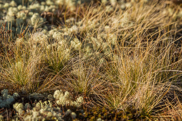 Beautiful plant closeup in the autumn in Norway. Colorful fall in Scandinavia.