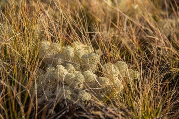 Beautiful plant closeup in the autumn in Norway. Colorful fall in Scandinavia.