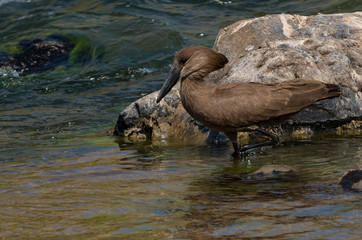Hamerkop standing in river