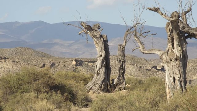 Lonely desert tree in the middle of mountains
