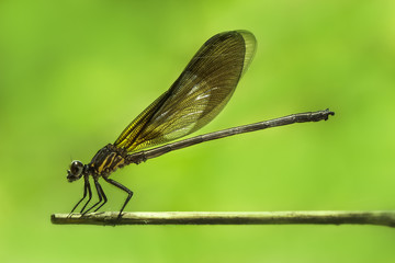 Green Yellowish Dragonfly/Damselfly/Zygoptera perches on bamboo stem
