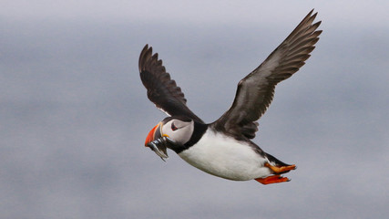 Atlantic Puffin