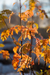 Beautiful, bright colorful leaves hanging in the branches in autumn in Norway.