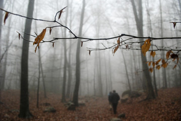 Bosque en niebla
