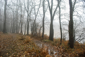 Bosque en niebla