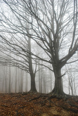 Bosque en niebla