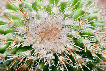 Green and fresh Cactaceae Copiapoa cactus with dews in detail macro