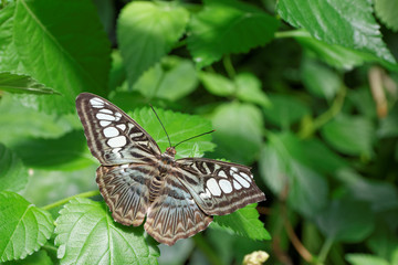 Fototapeta na wymiar Beautiful butterfly in front of background