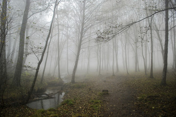 Bosque en niebla