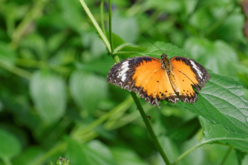 Beautiful butterfly in front of background