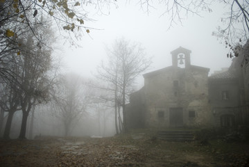 Bosque en niebla
