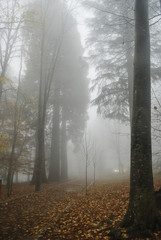 Bosque en niebla