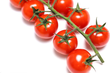 tomatoes on the branches