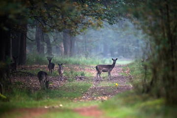 Fototapeta premium Fallow deer on forest path in autumn
