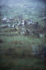Cobwebs with dewdrops in meadow