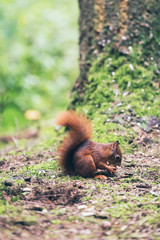 Red squirrel with nut on forest ground