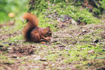 Red squirrel with nut on forest ground