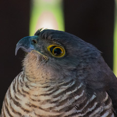 African Goshawk portrait of face
