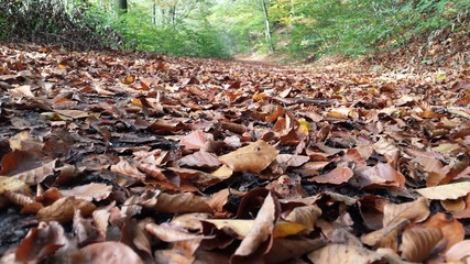 Herbstlichen auf einem Waldweg