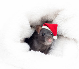 rat in a New Year's hat © Happy monkey