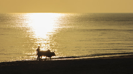 single guy and his fighting cow walking on beach in sunshine day