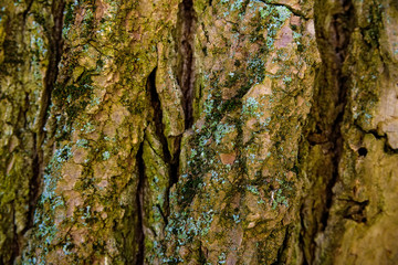 Old bark macro