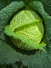 Fototapeta premium Winter green healthy vegetable, fresh savoy cabbage, new harvest