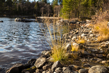 A beautiful autumn landscape at the coast of a lake in Femundsmarka National Park in Norway. Seasonal scenery in fall.