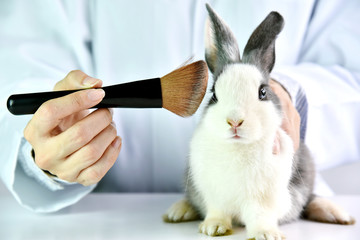 Cosmetics test on rabbit animal, Scientist or pharmacist do research chemical ingredients test on...