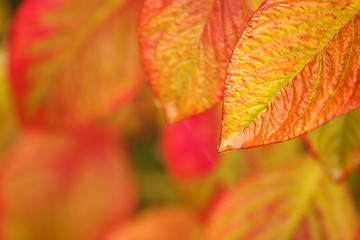 Autumn leaves background. 