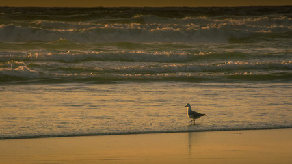 A lone seagull tiptoes through the water at sunset near Noordhoek Beach, South Africa