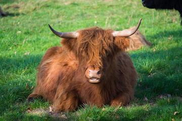 Big hairy brown yak bull resting on green meadow