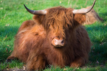 Big hairy brown yak bull resting on green meadow
