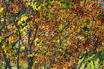 葉っぱが赤や黄色に色づく秋の遊水地の木