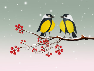 blue tits bird on tree at Christmas