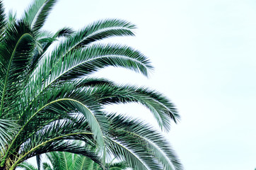 Abstract background with palm leaves. Empty copy space for text.