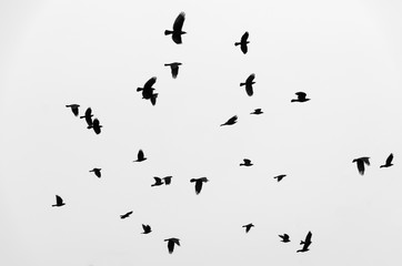 Stado kruków ptaków latających na niebie. Czarno-białe zdjęcie. - 178675191