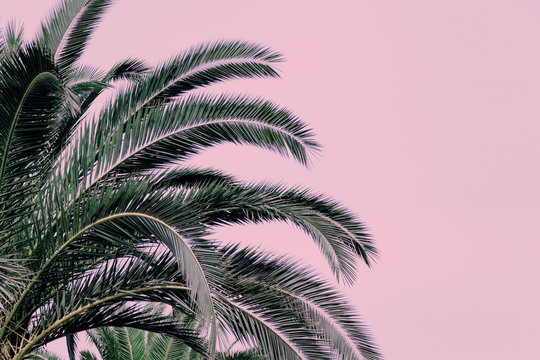 Part of a palm tree on a pink background. Copy space.