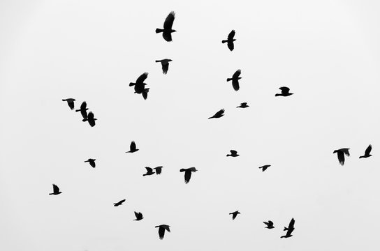 Flock of birds ravens flying in the sky. Black and white photo.