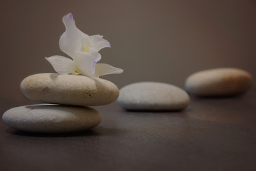 A white flower lies on a pile of stones