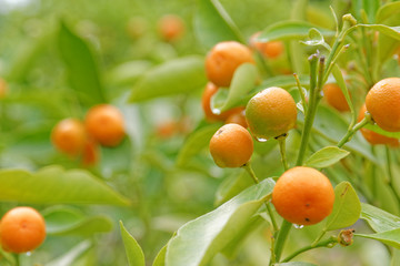 Citrus fruits in front of background