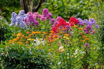 Colorful summer garden