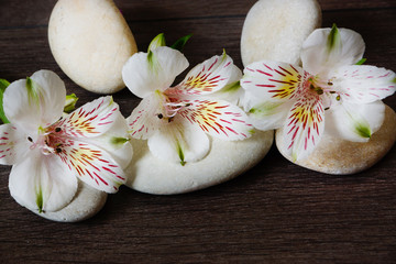 Three white alstromeria flowers lie on stones for massage